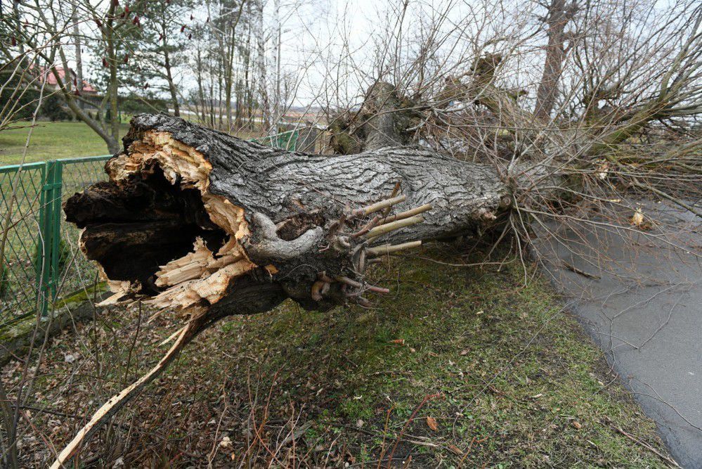 Prawie 700 interwencji związanych z silnym wiatrem i opadami deszczu