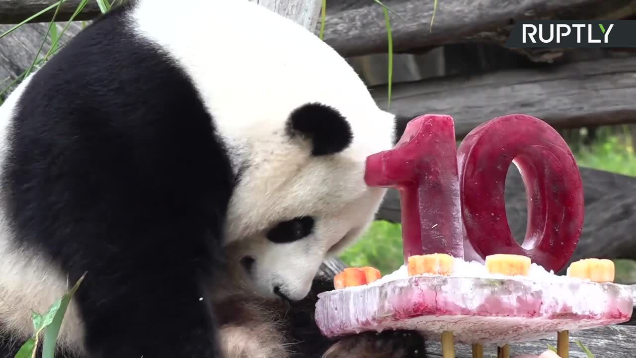 Panda Jiao Qing świętuje 10. urodziny w berlińskim zoo