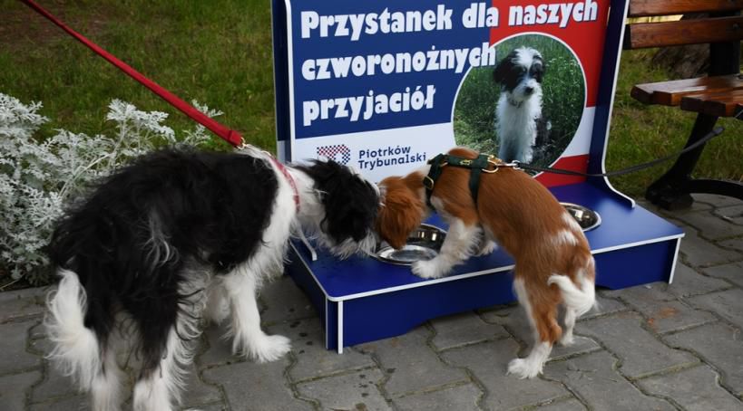 Piotrkowski ratusz uruchamia przystanki dla czworonogów