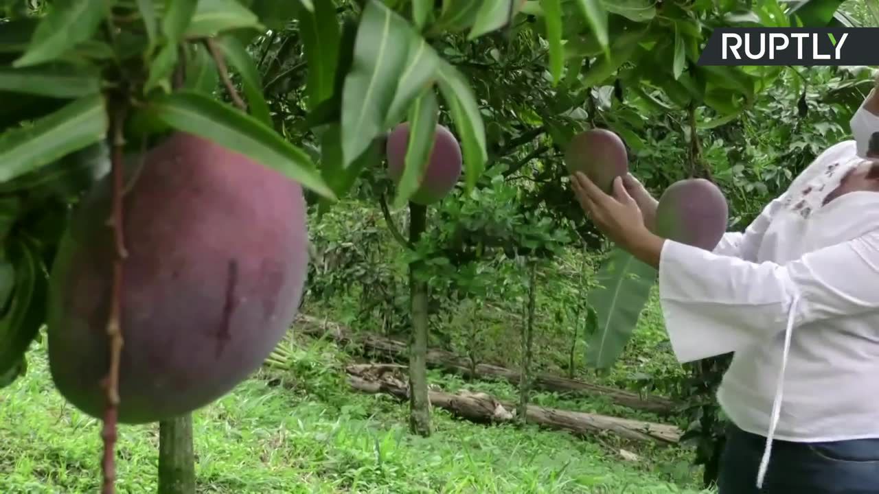 Największe mango świata? Imponujący owoc z Kolumbii waży ponad 4,2kg!