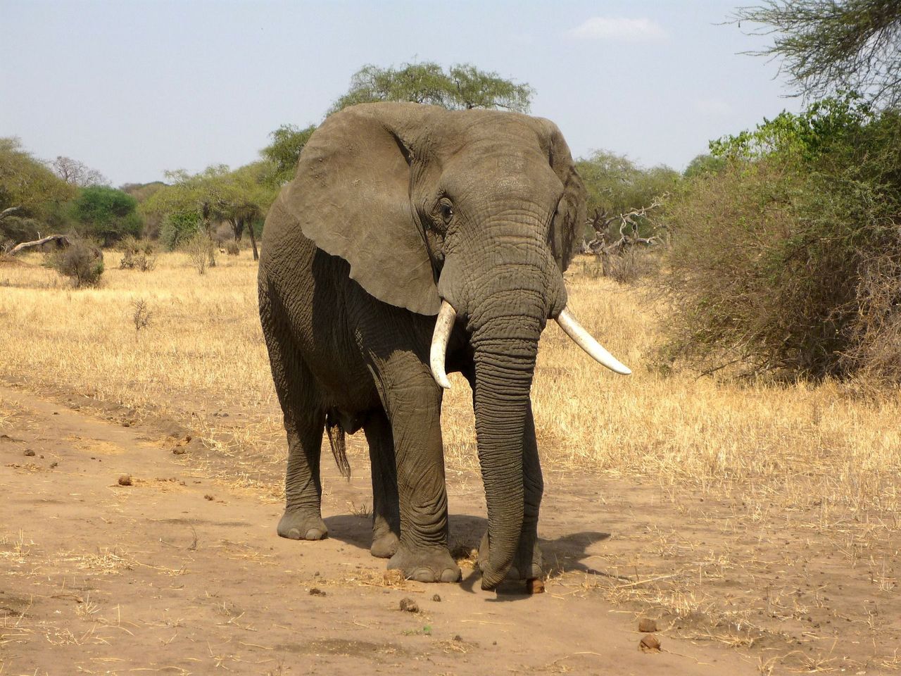 “Ekstremalnie ograniczone i ściśle kontrolowane” Botswana znosi zakaz polowania na słonie