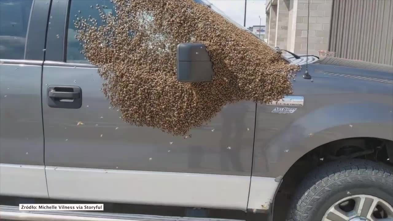 Rój pszczół obsiadł samochód na parkingu przed centrum handlowym w Kanadzie