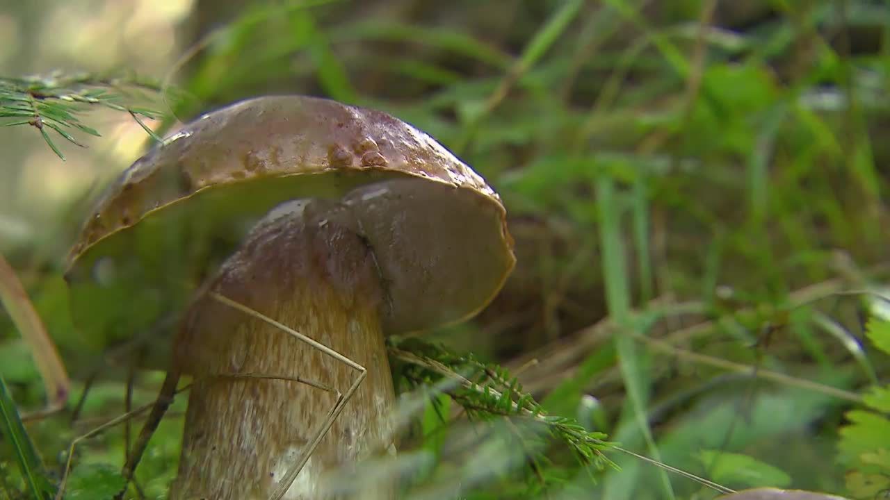 Czas na grzybobranie! Ciekawe fakty ze świata grzybów