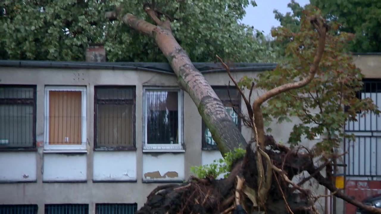 Nawałnica przeszła nad Poznaniem. Przewrócone drzewa uszkodziły kilka samochodów