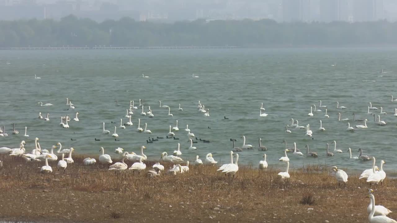 Miasto Łabędzi gotowe na gości. Do Sanmenxii napływają tysiące ptaków z Syberii