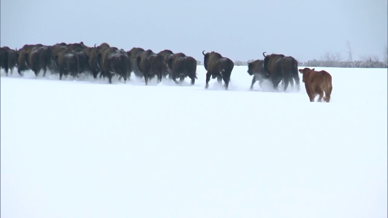 Krowa na gigancie. Już trzy miesiące żyje ze stadem żubrów w Białowieży