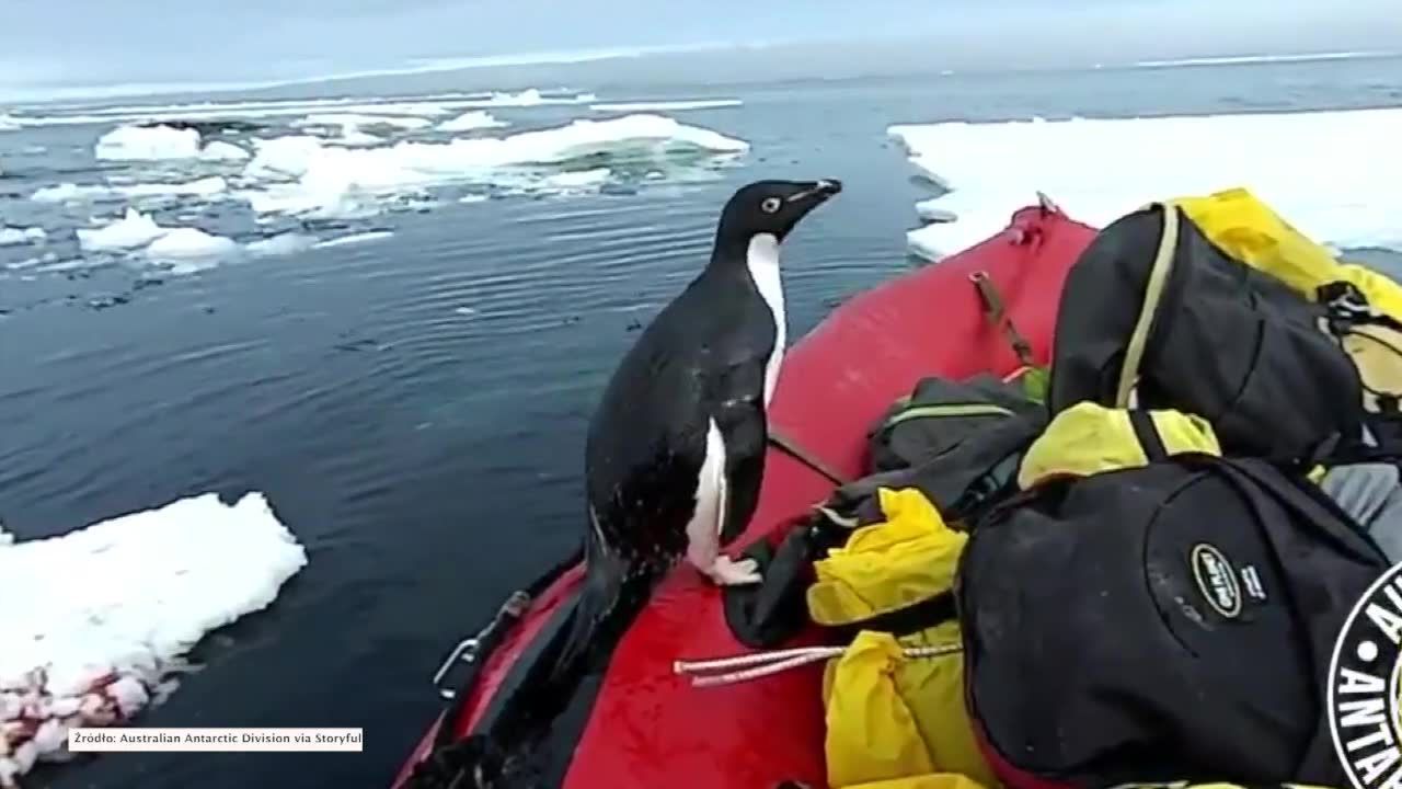 Pingwin wynurzył się z oceanu i wskoczył na łódkę. Niezwykłe nagranie członka australijskiej ekspedycji na Antarktydzie