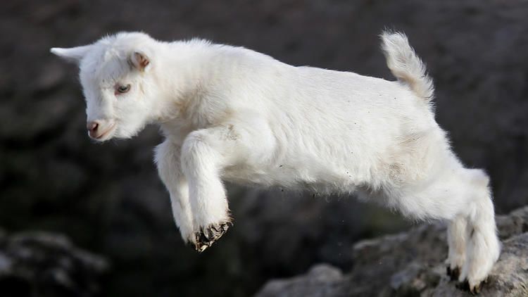 Gady, fretki i koziołki już nie polecą