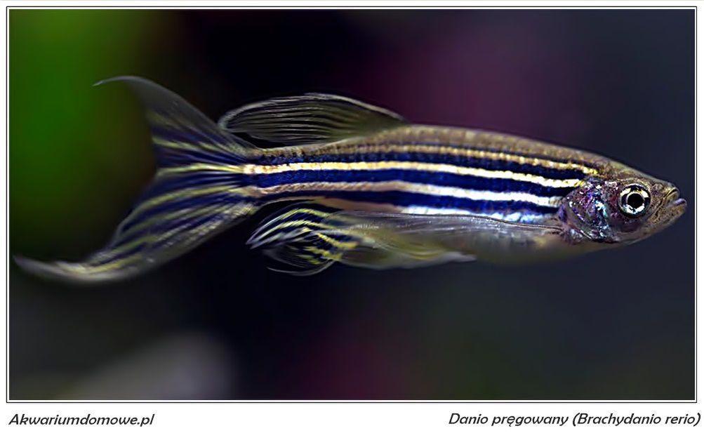 Popularna rybka akwariowa ma w 80 proc. genotyp podobny do człowieka. Odkrycie pozwoli wynaleźć leki na wiele groźnych chorób, w tym nowotwory