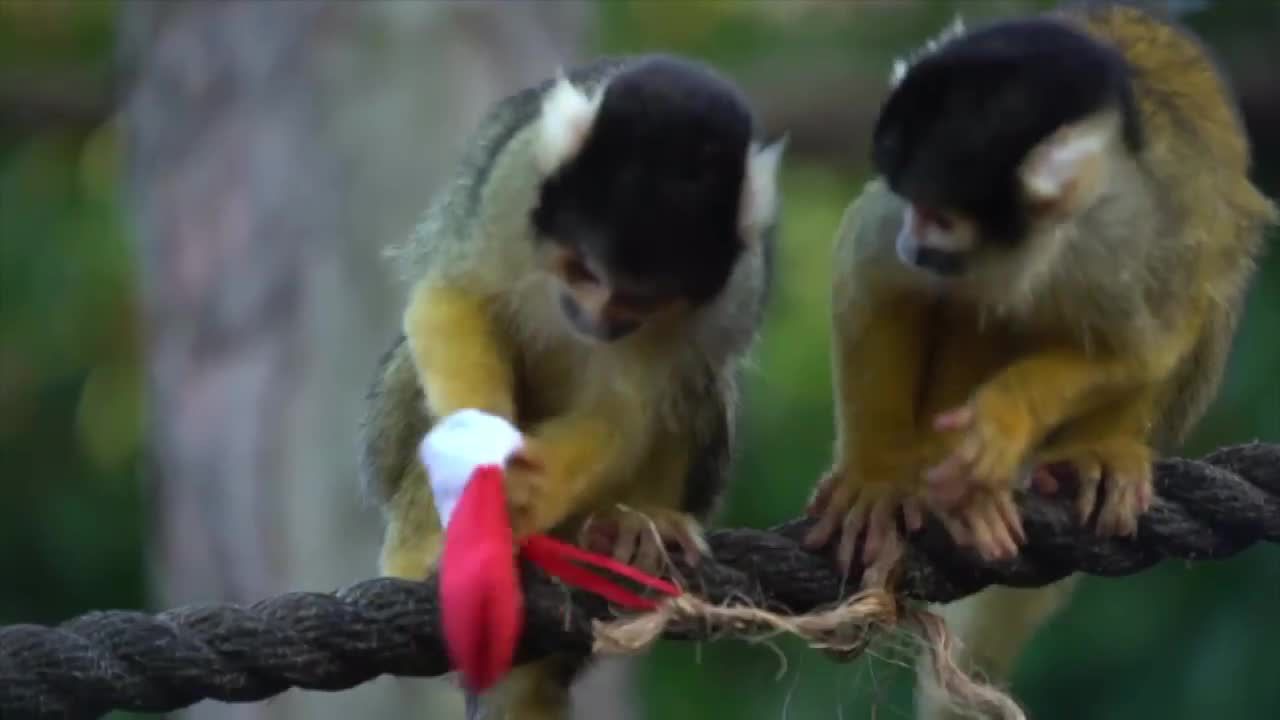 Święty Mikołaj odwiedził podopiecznych londyńskiego zoo