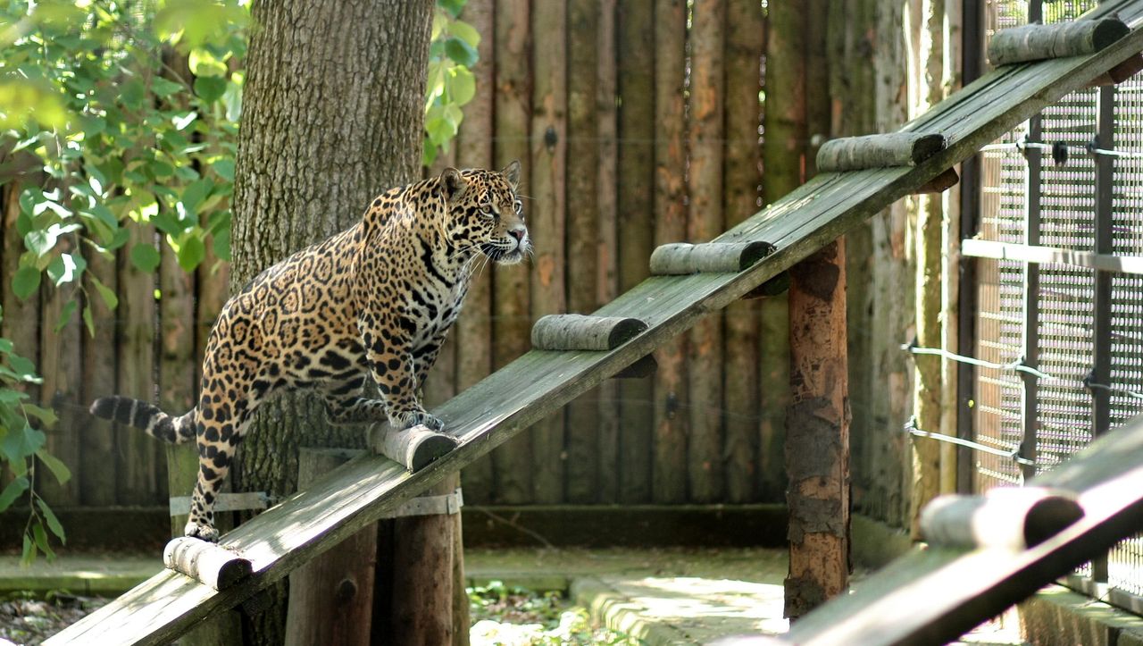 Lamparty z zoo w Lipsku zadebiutowały na wybiegu