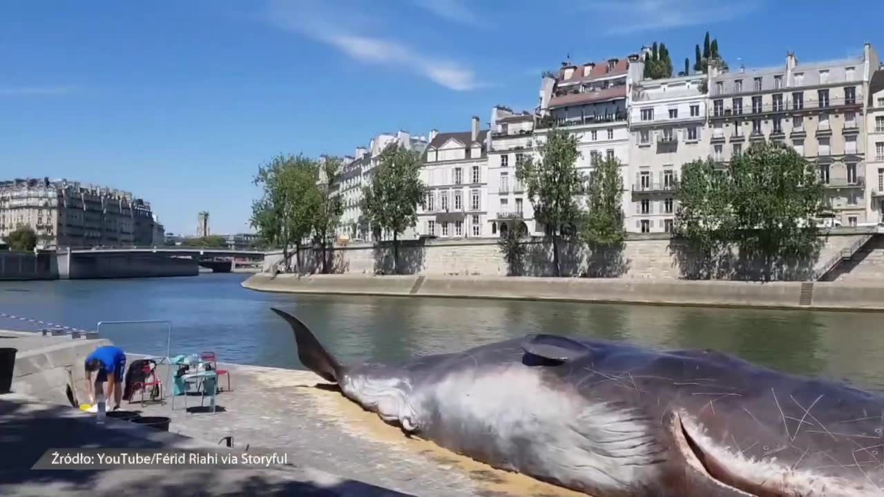 17-metrowy wieloryb na brzegu Sekwany wprawił paryżan w zdumienie