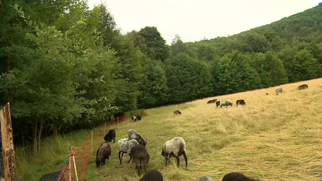 Owce wracają na łąki w Karkonoszach