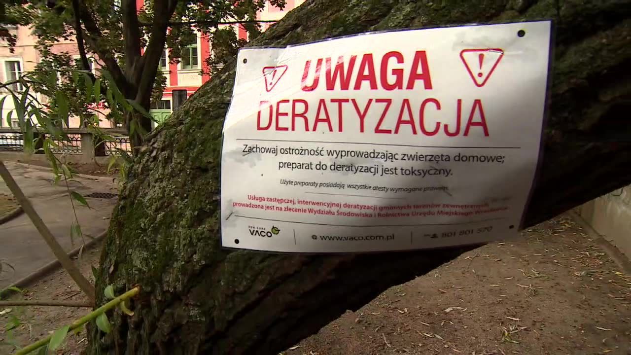 Dziesiątki martwych szczurów na wrocławskich ulicach