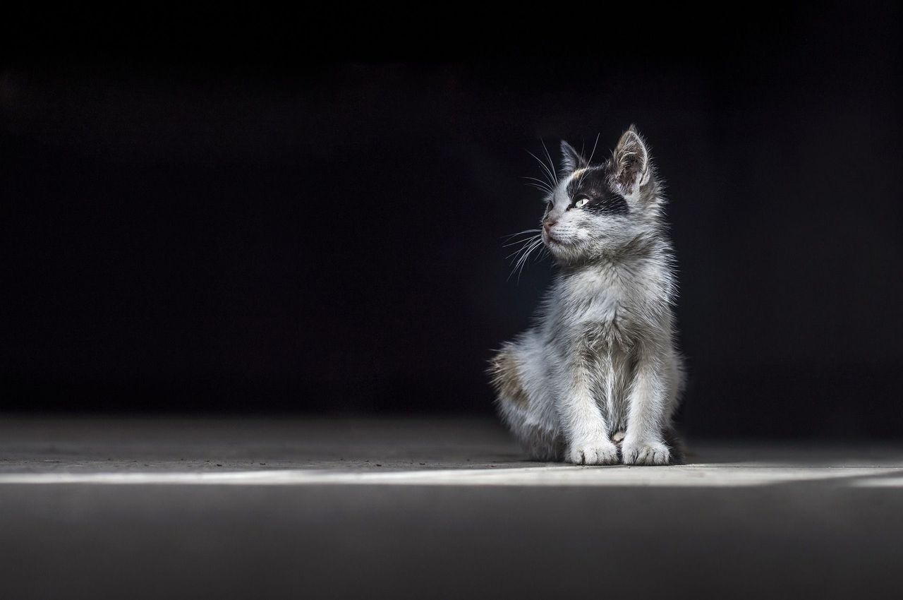 Wyrzucił kota przez balkon i pochwalił się w internecie. Teraz szuka go policja