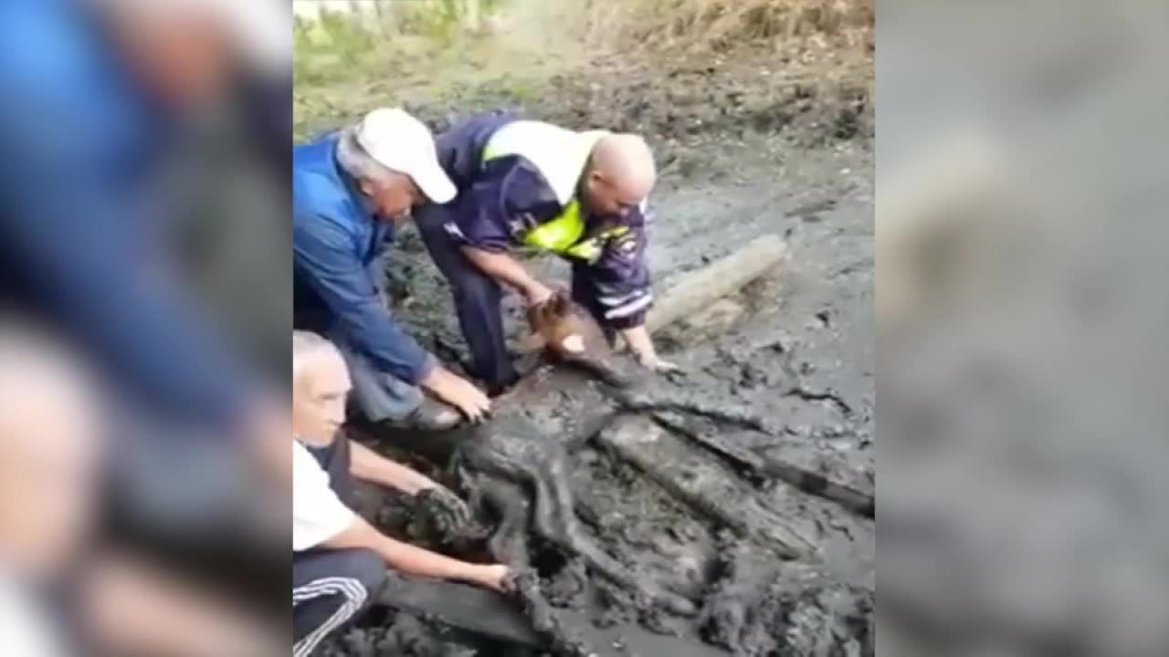 Policjanci jechali do wypadku. Uratowali nowo narodzone źrebię przed śmiercią w błocie