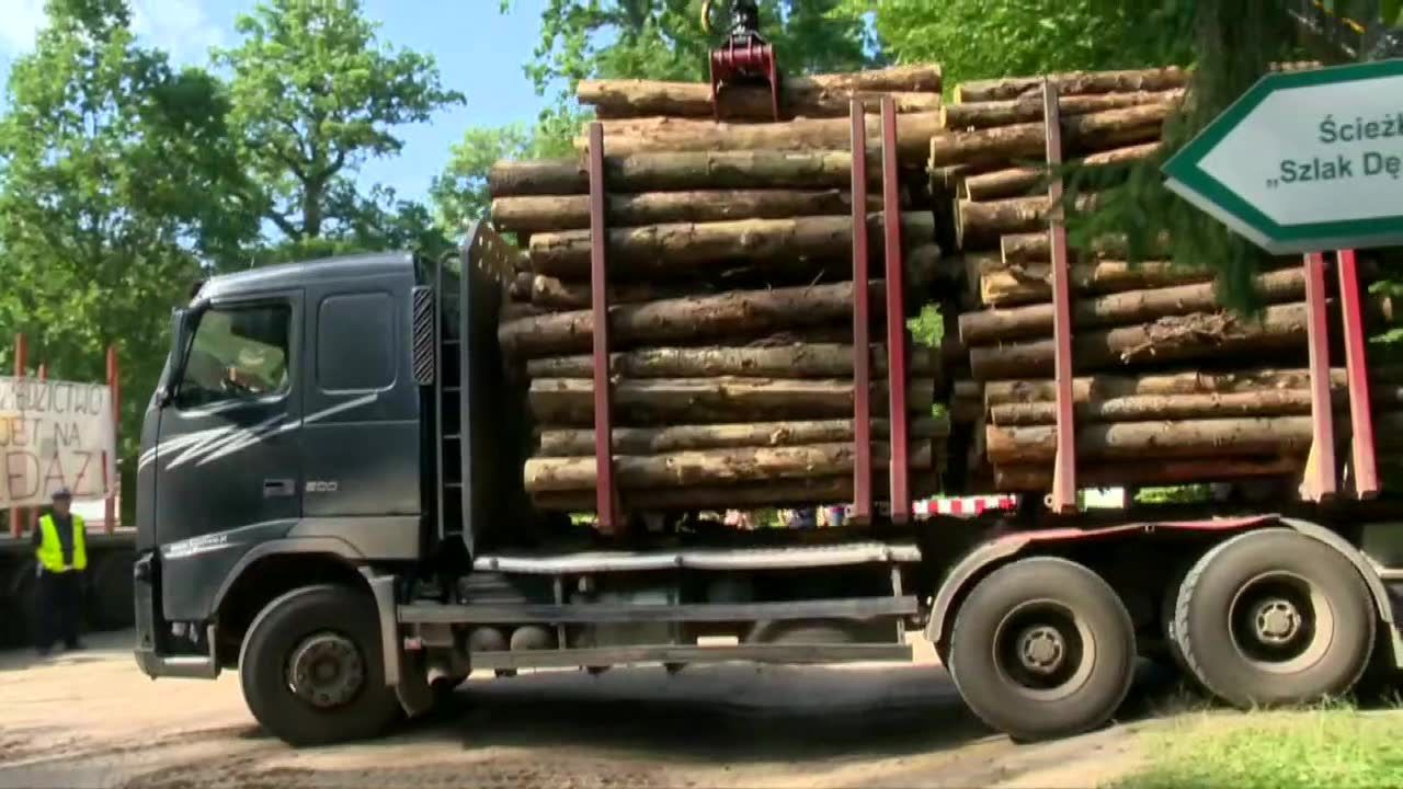 “Stawiamy warunek, że stuletnie świerki nie powinny być wywożone”. Ekolodzy zablokowali wywózkę drewna z Puszczy Białowieskiej