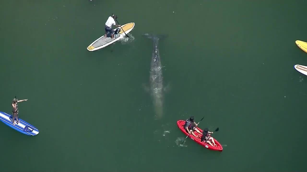 Młody wieloryb wpłynął do portu w Dana Point