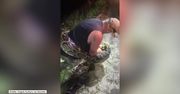 Największy w historii. 6-metrowy pyton odłowiony z bagien Everglades