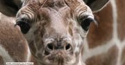 W zoo w Indianapolis przyszła na świat mała żyrafa
