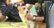 300 psiaków rasy corgi na imprezie w Szanghaju