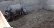 Nosorożec czarny przyszedł na świat w zoo w Wielkiej Brytanii