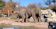 Słonie z zoo w Denver też świętowały Halloween. Dostały dynie!