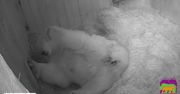 Jedno z największych zoo w Rosji powitało na świecie niedźwiadka polarnego. To pierwszy taki przypadek od 32 lat