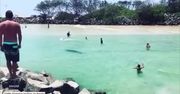 Niepodziewany gość na plaży w Nowej Południowej Walii. Delfin pływał z wczasowiczami