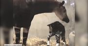 Narodziny okapi w zoo w Cincinnati