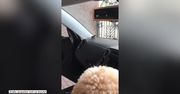 Pies patrzy, jak uwięziony ptak szuka szybkiego wyjścia z samochodu