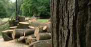 Sąd uznał specjalistę ds. zieleni miejskiej za winnego ws. śmierci dziecka przygniecionego konarem w parku