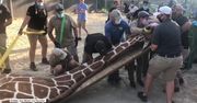 900-kilogramowa żyrafa pod narkozą w czasie zabiegu