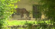 We wrocławskim zoo przyszedł na świat tygrys sumatrzański