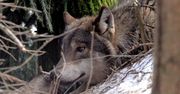 Mieszkańcy Białowieża obawiają się wilków.