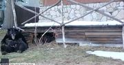 Niedźwiedzia rodzinka wyleguje się przed opuszczonym domem