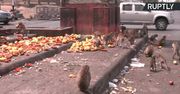 „Miasto małp” bez turystów. Mieszkańcy muszą dokarmiać te dzikie zwierzęta w czasie pandemii