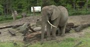 Zoo w Gdańsku znów otwarte dla zwiedzających. Obowiązuje limit gości