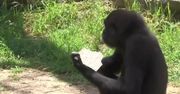 Izraelskie zoo przygotowało specjalną dietę dla goryli na żydowską Paschę