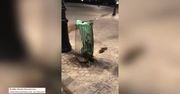 Plaga szczurów w Paryżu. Uciekają przed powodzią
