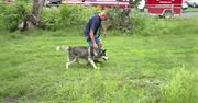 Husky wydobyty przy pomocy dźwigu z głębokiej dziury. Strażacy pomogli psu podczas powodzi w Pensylwanii