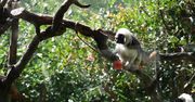 We włoskim zoo z okazji upałów zwierzęta dostały lody