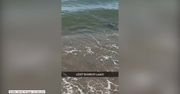 Rekin grasował tuż przy brzegu oceanu w Karolinie Północnej