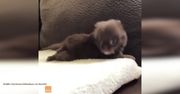 Tak cieszy się najmniejszy pies świata. Szczeniak chihuahua nie może usiedzieć w miejscu