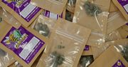 Marihuana “light” legalna we Włoszech. W Rzymie można ją zamówić z dostawą do domu
