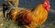 Polscy producenci drobiu walczą z rosnącym problemem salmonelli. Liczba zachorowań rośnie od dwóch lat