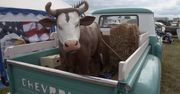 American Cars Mania, czyli święto motoryzacji zza Oceanu. Prawie 600 amerykańskich pojazdów zawitało do Oleśnicy