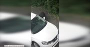 Niedźwiedź włamał się do samochodu i ukradł… cukierki