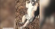 Lemur wdzięczy się do obiektywu. Niezłe mięśnie?