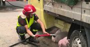 Świń było za dużo, więc zaczęły wypadać z samochodu